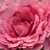 Roz - Trandafir pentru straturi Floribunda - Csíkszereda